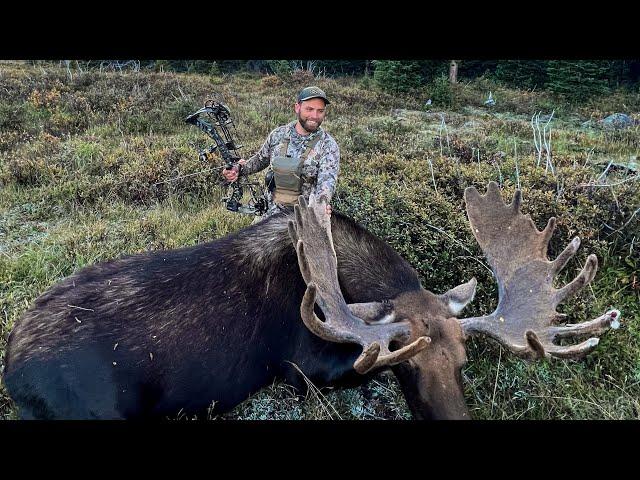 GIANT ARCHERY MOOSE : A Once in a Lifetime Moose Hunt