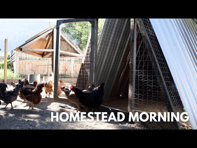 Summer Morning On The Homestead