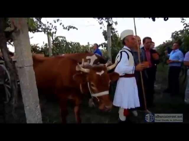 Албания. Фестиваль вина в Берате. Albania wine festival in Berat