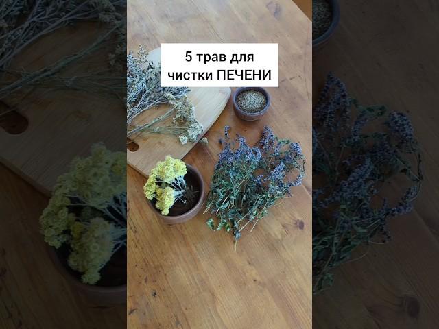 5 трав для чистки печени #травы #лекарственныерастения #здоровье #здоровьебезлекарств