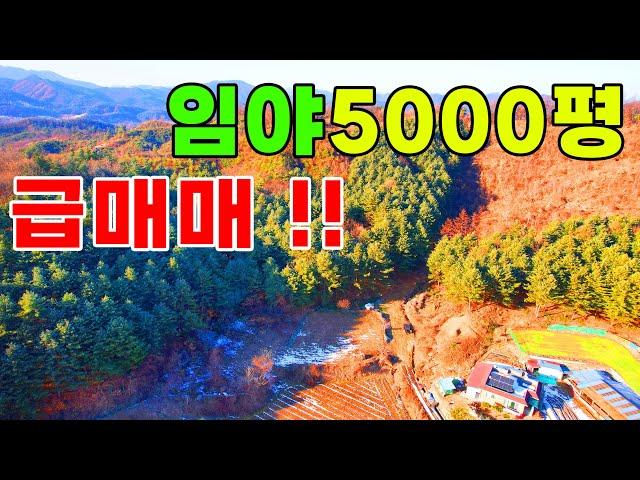 (급매매)원주 호저면 임야5500평 관리지역에 도로도접해있는 좋은땅#급매임야#임업인#싼땅