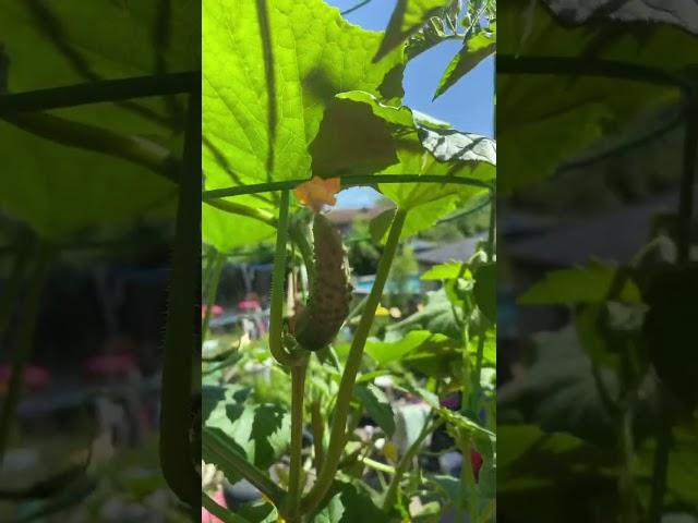 Epic Zone 5 Container Gardening 