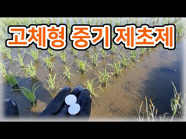 [벼] 고체형(투척형) 중기 제초제 사용해봤습니다! / 중기 제초제 방법, 논 제초제 주의점 - 소농 농사일기