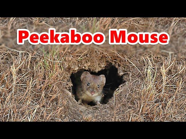 Cat TV ~ Peekaboo Mouse ⭐ 10 HOURS ⭐ The Ultimate Videos for Cats : Catflix