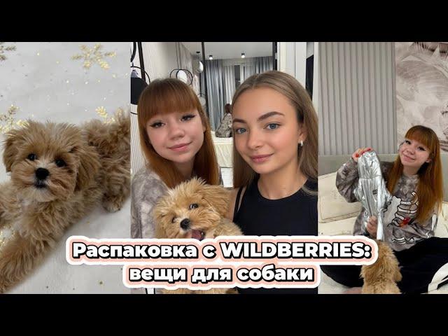 Завели Мальтипу: обзор покупок для собачки с Wildberries 