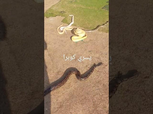 حمام شمس ولا أروع مع يسري كوبرا