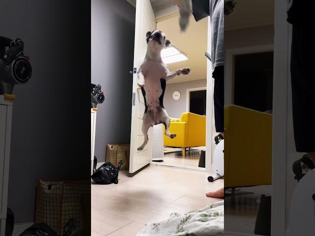 점프천재 정홀리 #보스턴테리어  #bostonterrier #jumpingdog