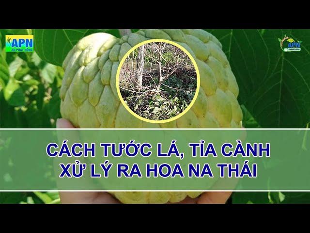 APN - CÁCH TƯỚC LÁ, TỈA CÀNH - XỬ LÝ RA HOA NA THÁI (MÃNG CẦU THÁI)