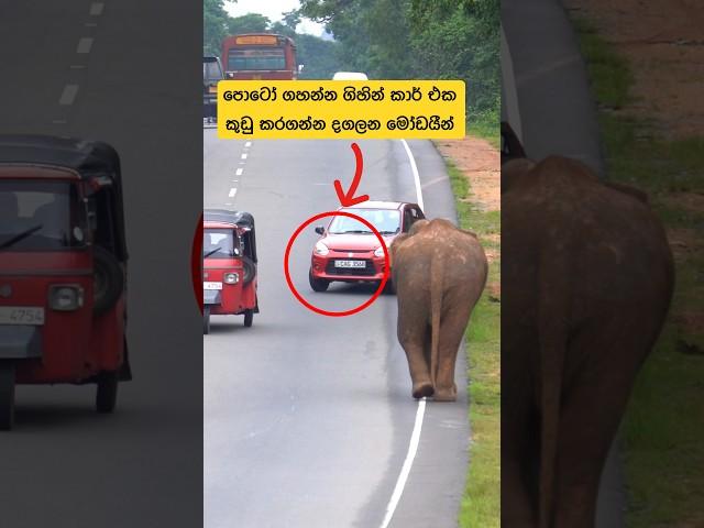 Don't risk your life doing such stupid things#short #elephant #wildlife #attack #shortsfeed #news