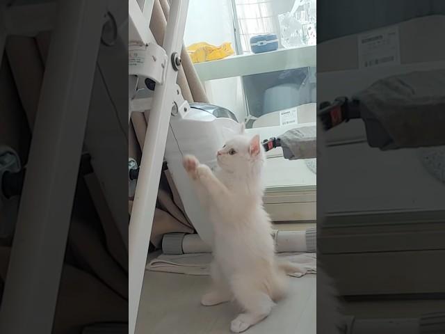 아깽이적 고양이를 잊지 못 하는 이유 #kitten #cat #pets #cutecat #kittty