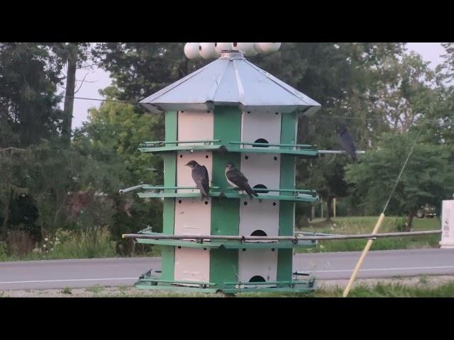 PURPLE MARTINS PLAYING BEFORE BEDTIME