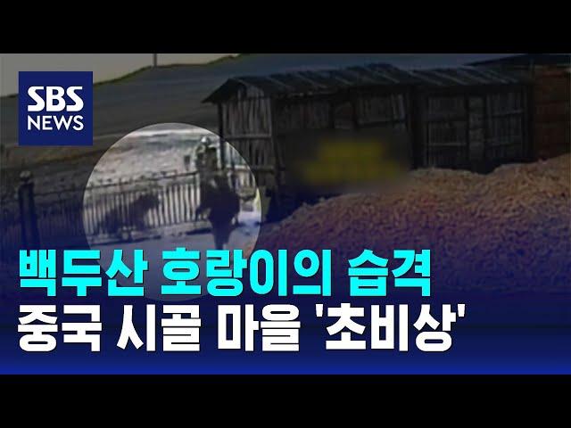 백두산 호랑이의 습격…중국 시골 마을 '초비상' / SBS / 오클릭