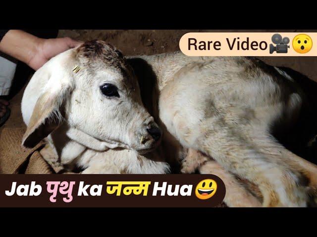 Prithu,s️ Birth Video, | पृथु के जन्म का वीडियो | Cowsblike