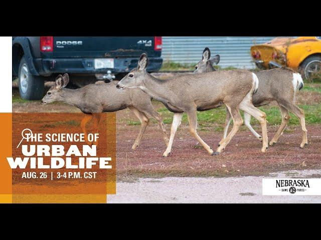 Science of...Urban Wildlife