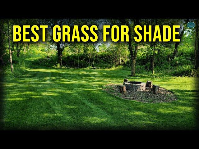 Best Grass For Lawns With SHADE