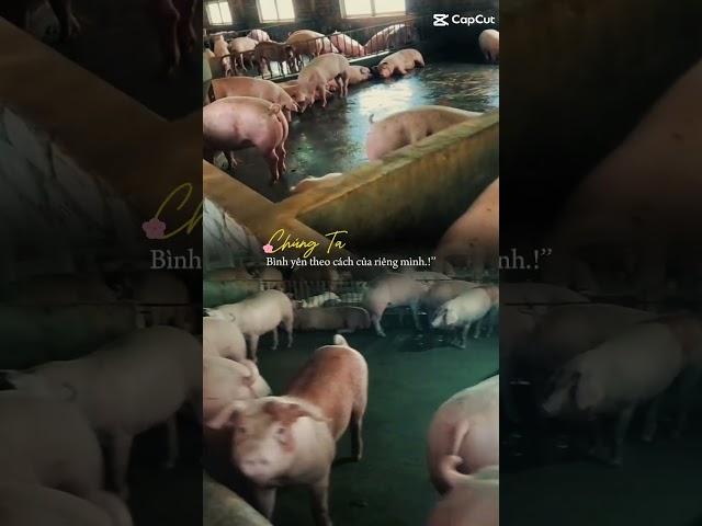 Nhà Phân Phối cám USFEED tại KON TUM #reels