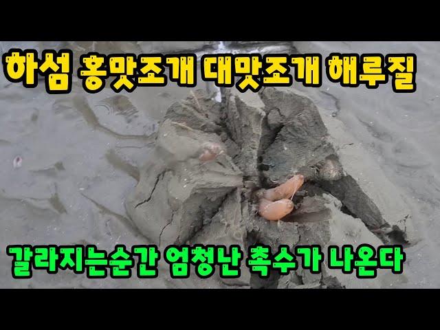 부안 하섬 홍맛조개 대맛조개 해루질 !! 쩍갈라지면 엄청난 촉수가 나온다 !!