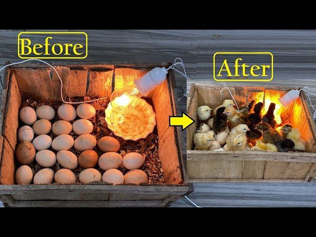 How to make Egg Incubator Without any Temperature controller - Hatch chicks In Wooden Box