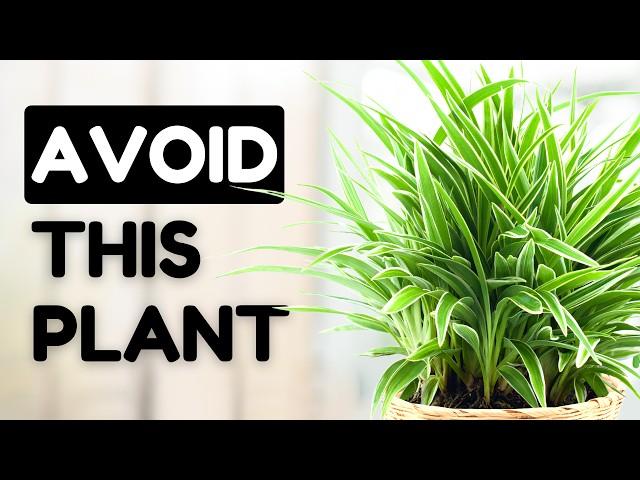 10 Easy Care Plants That Are Actually A Nightmare