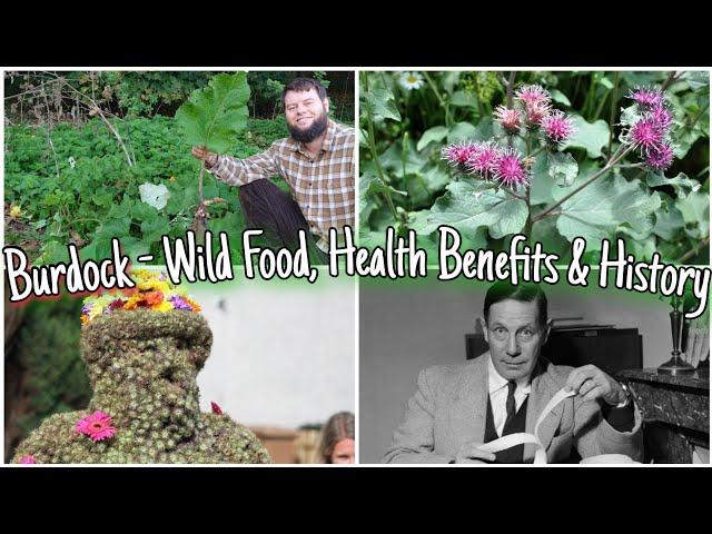 Burdock - Wild Food, Health Benefits, Identification & History (Foraging For Burdock Root)