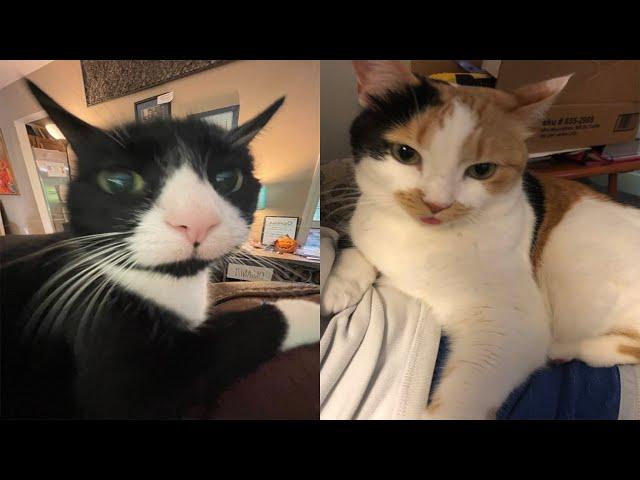 Try Not To Laugh  New Funny Cats And Dog Video  - Just Cats Part 41