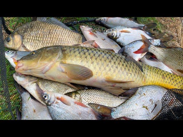 ТУТ САЗАНЫ КИШАТ, А ВОДЫ НИ ШИША! НЕРЕСТИЛИЩА СУХИЕ. РЫБАЛКА НА ЖМЫХ, ДОНКУ И  ПОПЛАВОК. Астрахань.