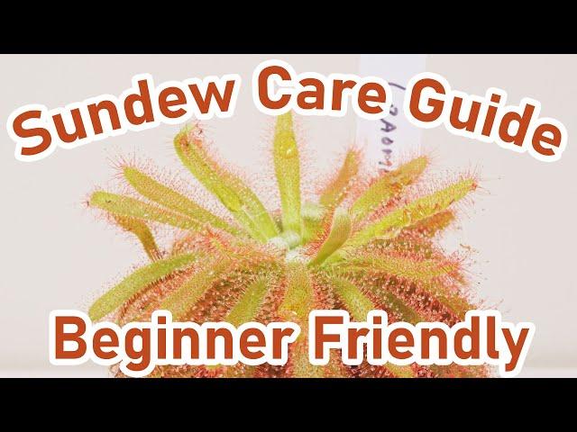 Sundew Care Guide - Carnivorous Plants ( EASY )