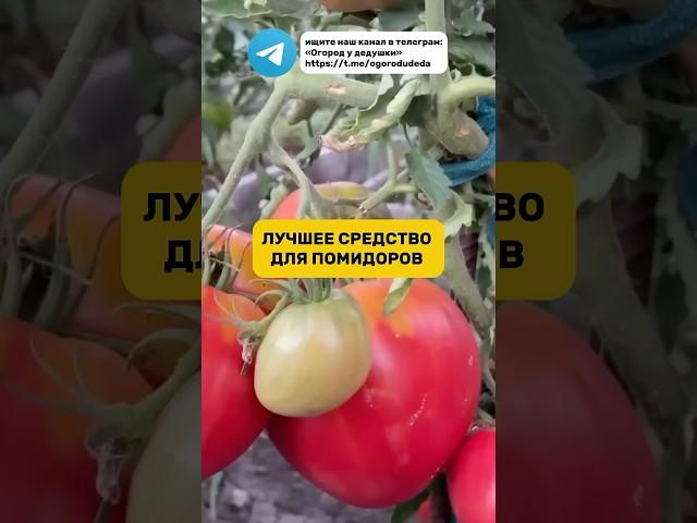 Рассказал подробно, чем сода полезна для помидоров. #помидоры #сода #огород