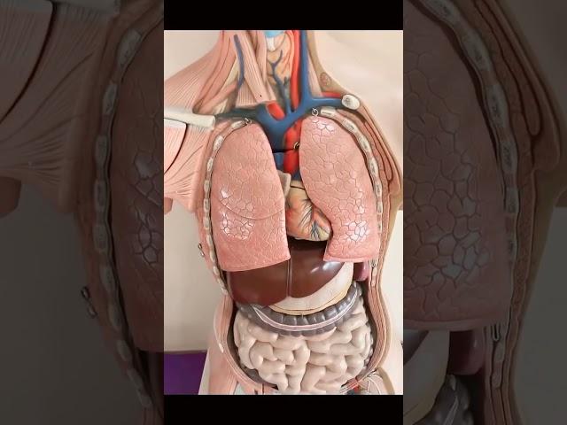 How the internal structure of a human body is made up #student  #microrheology