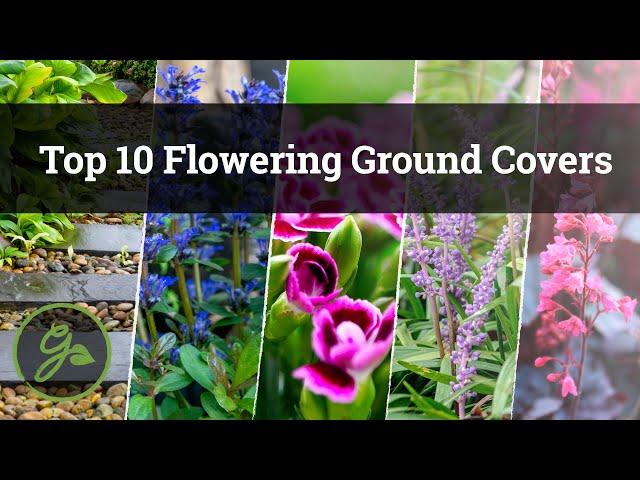 Top 10 Flowering Ground Covers