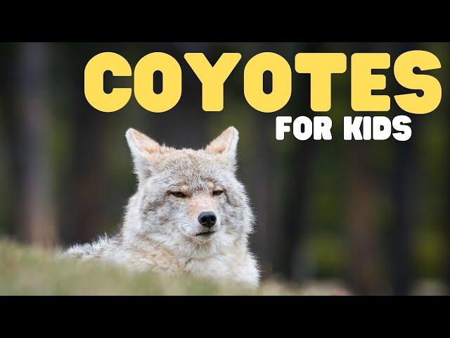 Coyotes for Kids | Learn fun facts all about coyotes