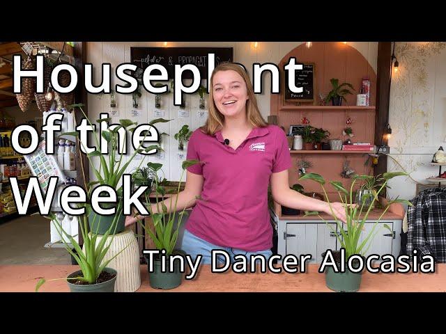 Tiny Dancer Alocasia - Houseplant of the Week