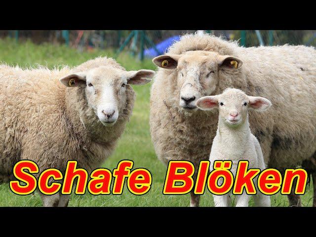 Schafe blöken - Schafgeräusche