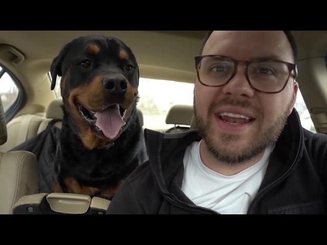 Rottweiler buys toys for Baby sister |73