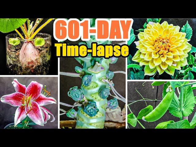 Growing Plant Time Lapse Compilation - 601 Days in 8 Minutes