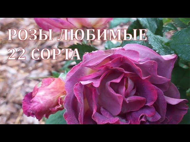 ЛЮБИМЫЕ РОЗЫ -22 сорта! Сезон 2024. Новинки и старожилы