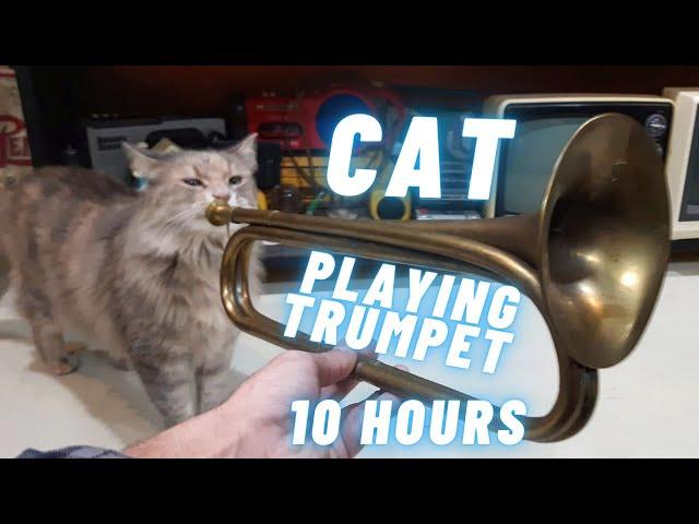 Cat Playing Trumpet 10 Hours