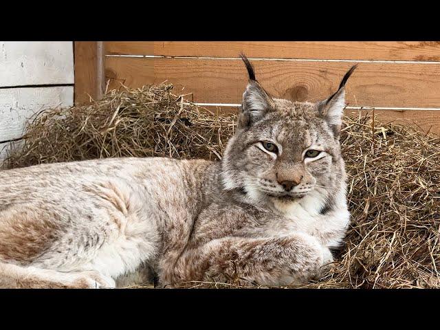 THE RESCUED LYNX HAS ALMOST SETTLED IN / Experiment with lynxes / Cat steals pies