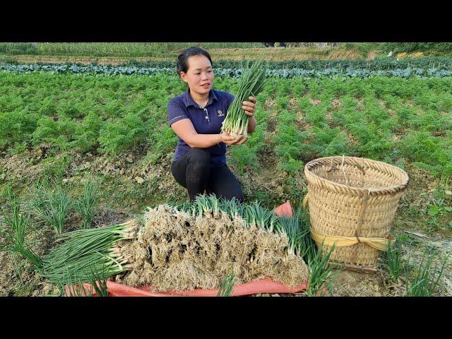 Harvesting Scallion Garden Goes to market sell | Cooking - Building a life farm - Living with nature