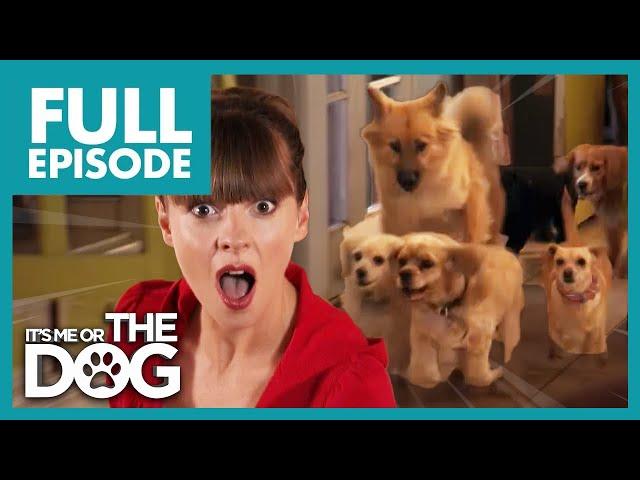 Victoria Shocked by Chaotic 8 Dog Household | Full Episode USA | It's Me or The Dog