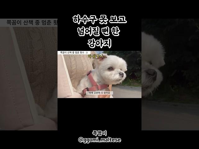 #하수구  못 보고 뛰다가 넘어질 뻔 한 #강아지