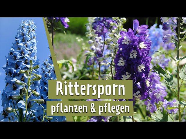 Rittersporn im Garten | MDR Garten