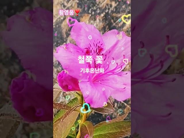 황영웅️#철쭉 꽃 #피었어요 #기후온난화 #가을 꽃