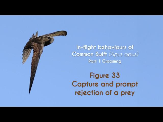 COMMON SWIFT - In flight grooming - FIGURE 33 : Capture and prompt rejection of a prey