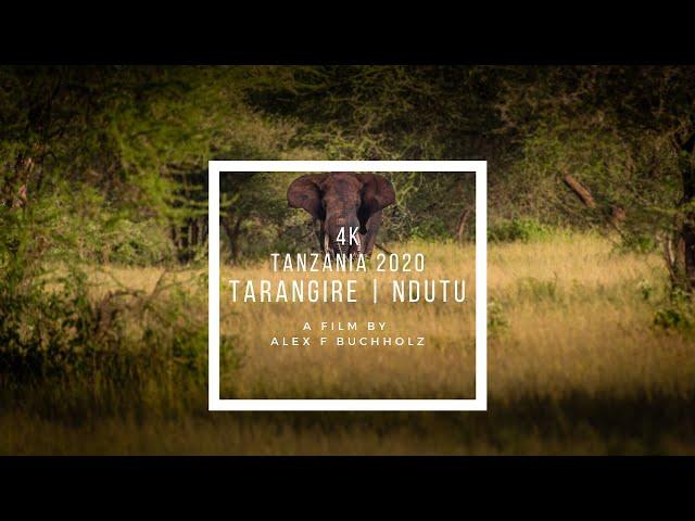 Tanzania Wildlife Safari | A Wildlife Film by Alex F Buchholz