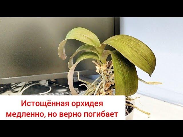 Орхидея ВЫЖИМАЕТ все соки из себя . Отдали обезвоженную,сухую,еле живую орхидею. Реанимация орхидеи
