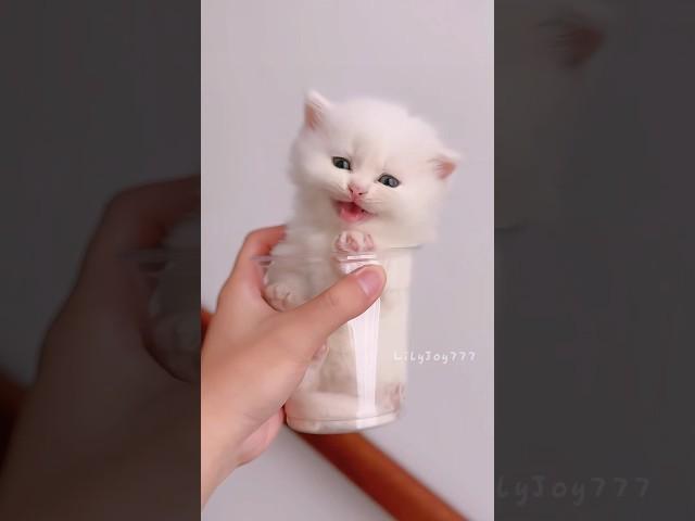 She Just Walked In and Stole My Heart #cute   #cat #kitten #meow  #funny