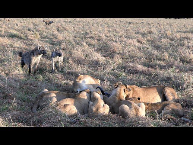 Hyenas can only wait and watch as a lion pride feeds