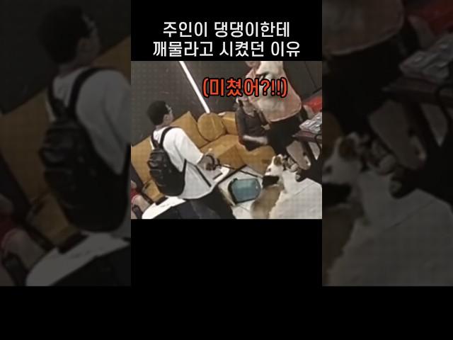 "지금 뭐하는거에요!!.." 깨문 댕댕이 견주가 오히려 큰소리 쳤던 까닭