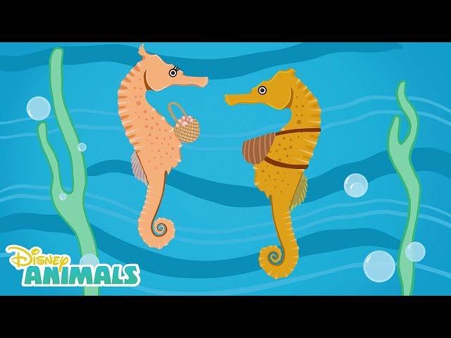 Sea Horses  | Disney Animals | Disney Junior